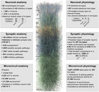 Data-Driven Modeling of Cholinergic Modulation of Neural Microcircuits: Bridging Neurons, Synapses and Network Activity